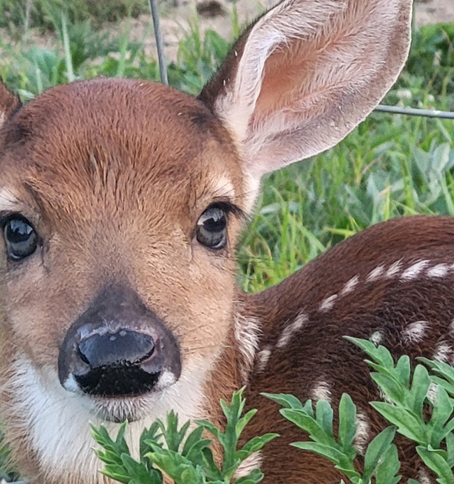 deer farming